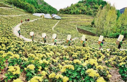 重慶云陽：圍繞三個“好” 精準(zhǔn)發(fā)力助脫貧