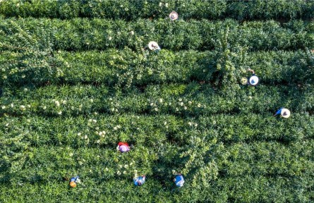 貴州黔西：中藥材種植護(hù)生態(tài)、助增收