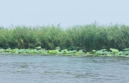 科技名詞 | 濕地生物多樣性