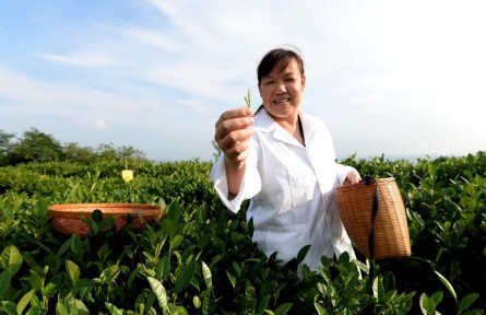 田麗麗：茶學(xué)博士讓百畝茶園“起死回生”