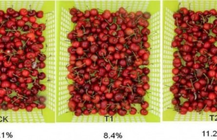 7、成果名稱：櫻桃采后流通保鮮技術