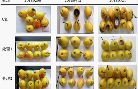 3、成果名稱：梨貯運品質(zhì)質(zhì)量控制關鍵技術