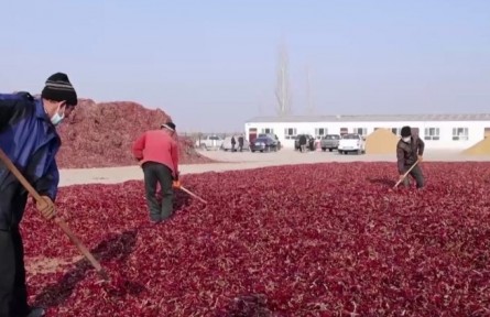 新疆兵團：合作社拓寬職工增收路