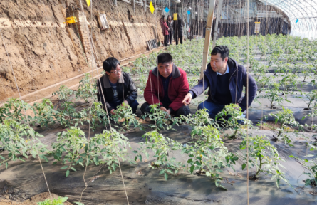 遼寧省農(nóng)業(yè)科學院科技共建蔬菜團隊到鐵嶺、撫順開展技術服務