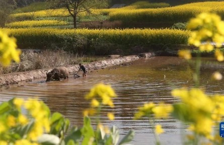 新農(nóng)村田園景色：耕種在希望的田野上