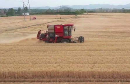 河北各地搶收搶種 夏糧收獲1300萬畝