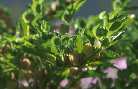 老中醫(yī)的百草園