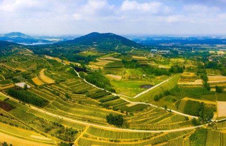 山東青島西海岸新區(qū)海青鎮(zhèn)：一片茶葉鋪就鄉(xiāng)村振興路