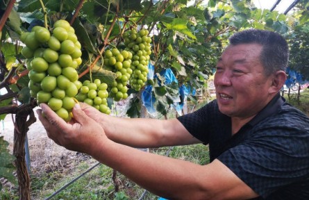 山東省煙臺(tái)市蓬萊區(qū)：飽滿的葡萄掛滿枝頭 仙境迎來(lái)醉甜好“豐”景