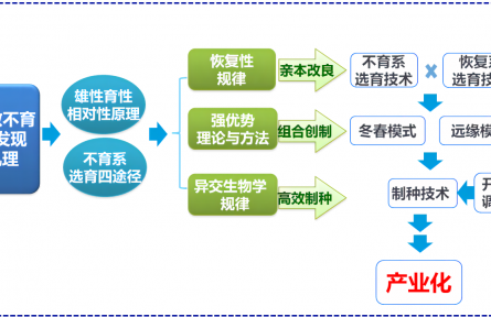 北京市農(nóng)科院試驗(yàn)基地雜交小麥開始全面秋播