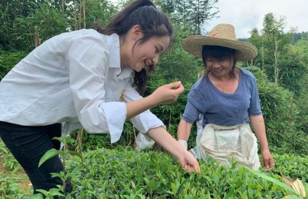 武夷學(xué)院：“茶小科”扎根田間地頭 助力鄉(xiāng)村振興