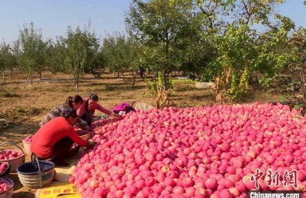 陜西延安：從黃土地到太空 “延安蘋(píng)果”助力村民鋪出致富路