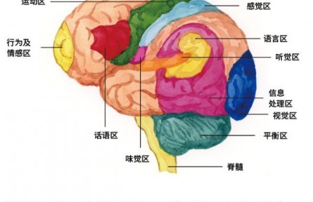 科普 | 大腦中的熱力學(xué)