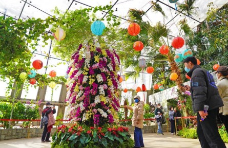 萬株蘭花慶佳節(jié)！國家植物園“元宵蘭花展”亮相