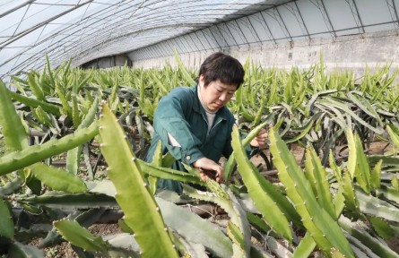 南果北種結(jié)碩果，北京順義市民吃上本土火龍果