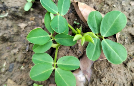 物種故事 | 花生：地上開花、地下結果的植物