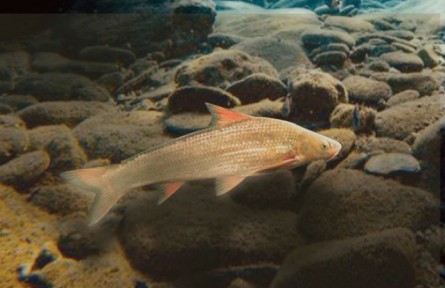 物種故事 | 北方銅魚：“黃河里最神秘的魚”