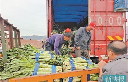 廣東連山福堂鎮(zhèn)：活用“冬閑田” 種出富農(nóng)新效益