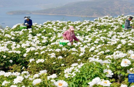 黃河岸邊開出“致富花”