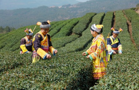 縣融記者：春茶采摘忙