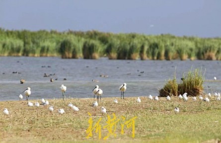 守護(hù)黃河生物多樣性 摸底全流域濕地水鳥(niǎo)“大數(shù)據(jù)”