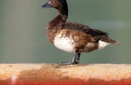 走進白洋淀“鳥類天堂”