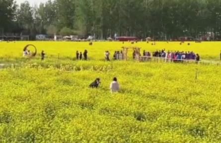 北京近郊面積最大，豐臺怪村200畝油菜花海綻放