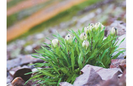 科普 | 冰天雪地，為何也有植物開(kāi)花？