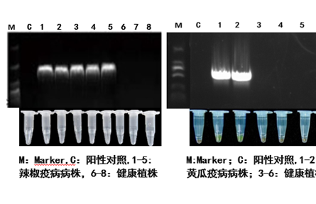 17.主要蔬菜卵菌病害關鍵防控技術研究與應用