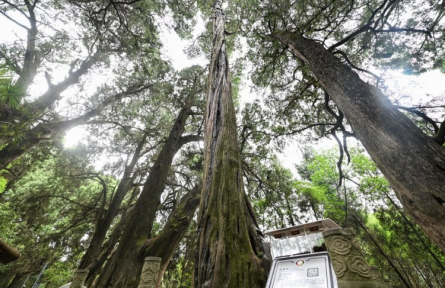 全國(guó)古樹(shù)名木智慧管理系統(tǒng) big data management platform for ancient and famous trees across China