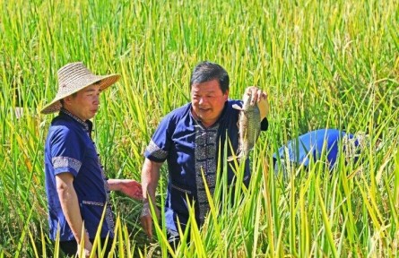 廣西三江：農事體驗項目讓鄉(xiāng)村旅游更好玩