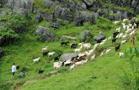 貴州沿河：地理標志產品助力鄉(xiāng)村振興