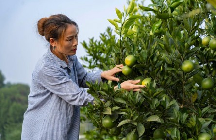 養(yǎng)魚又種果 富了村民又“綠”村——四川資中魚鄉(xiāng)融合發(fā)展見聞