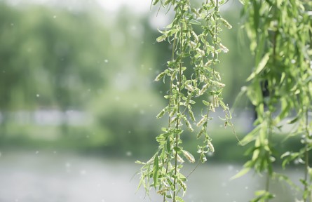 飛絮高發(fā)期如何遠(yuǎn)離“飛絮煩惱”？這些誤區(qū)請注意