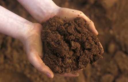 科技名詞|暗棕壤 dark brown forest soil，dark brown soil