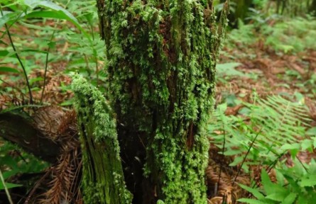 物種故事|苔蘚植物：森林中的“調(diào)音師”