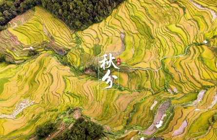 文脈·秋分|金黃梯田迎稻浪，侗寨古村喜曬秋