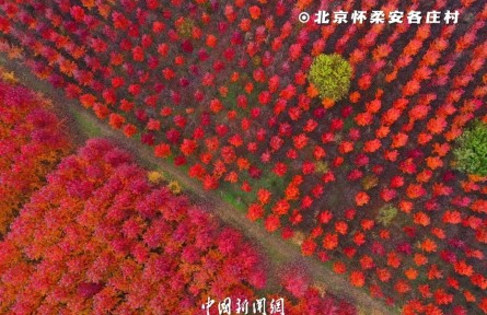 賞紅葉看漫山紅遍層林盡染壯麗河山