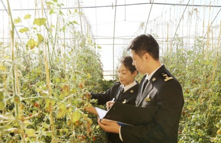 海關(guān)高效監(jiān)管助推寧夏冷涼蔬菜“食力”出圈