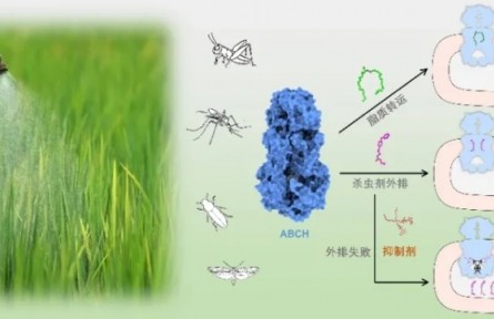 農業(yè)害蟲表皮保濕排毒的秘密武器