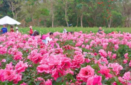 黎村瑞彩振興年