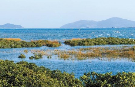 從退化到新生，福建傾力守護碧海綠洲