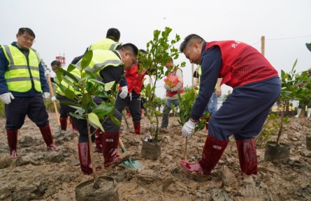 廣西北海：淤泥灘涂搶種紅樹林